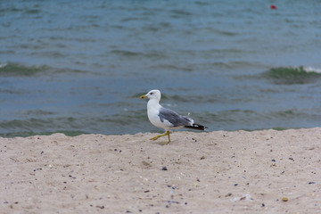 seagull on the seashore in flight