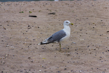 seagull on the seashore in flight
