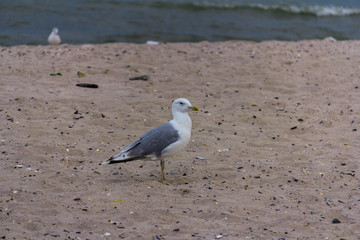 seagull on the seashore in flight