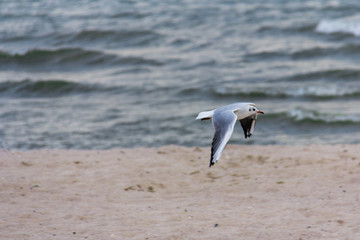 seagull on the seashore in flight