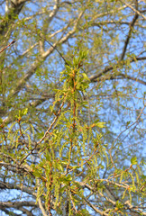 Young foliage of poplar.