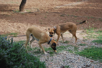 Brother and Sister Boxer-Cross Canines Playing