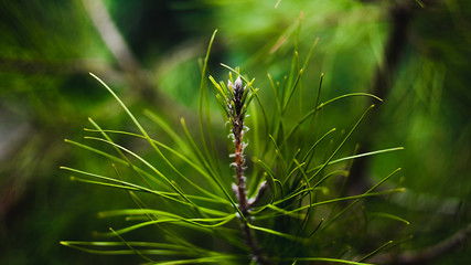 pine branch with cones