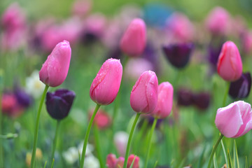 Colorful tulip field, summer flowerwith green leaf with blurred flower as background