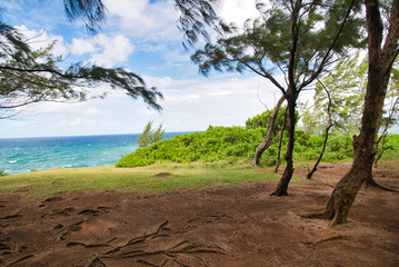 Souillac pinewood in Mauritius Island