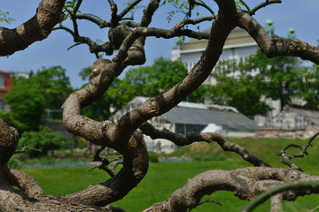 Fototapeta na wymiar albero dai rami contorti