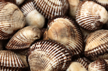 Scapharca subcrenata on white background 