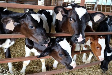Closeup of heads and faces of six Holstein calves as they reach out for some feed, hay, petting or attention © Diane