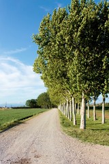 Paseo con arboles con cielo azul de fondo un día de primavera