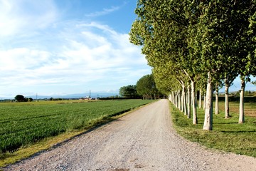 Paseo con árboles con cielo azul un día de primavera