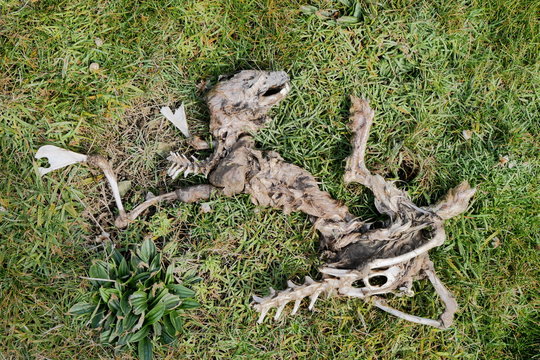 Decomposed body of a hare / rabbit on Mainland Orkney in Scotland, UK