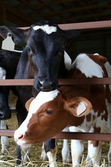 Red and white and black and white Holstein calf closeup of head and face eating hay