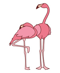 exotic pink flemish couple birds with different poses