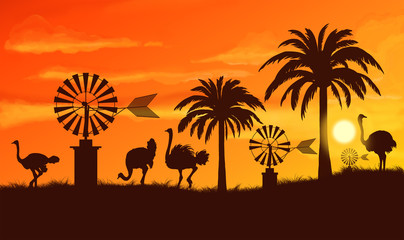 Ostriches in Mallorca sunset