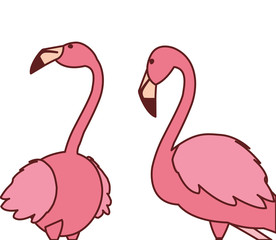 exotic pink flemish couple birds with heads up