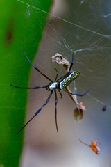 spider on a web