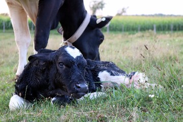 Holstein cow grazes contentedly beside her newborn baby calf minutes old still wet and laying in...