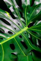 Fototapeta na wymiar Close up of tropical monstera leaf, top view, background image, selective focus