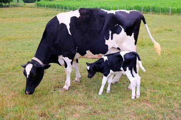 Holstein cow and newborn calf standing in the pasture