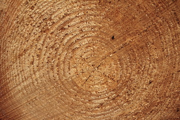 Naklejka premium Der Baumstamm