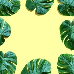 Tropical plant Monstera leaves overhead view flat lay © Tierney