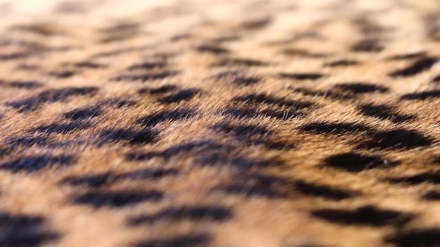 Leopard print