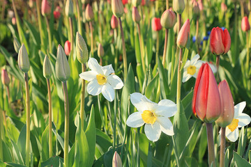Obraz premium Spring blurred background with bokeh and tulip, abstract first flowers on bokeh background at sunset, delicate colors of flowers in the rays of the sun