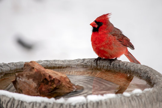 A pretty red male cardinal sits on the edge of the heated birdbath against a white background on a winter day in southwest Missouri. Defocused foreground.