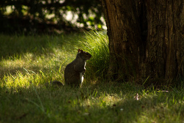 squirrel in forest