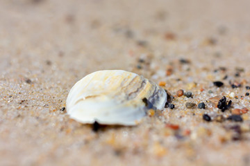 Sea shell macro closeup on Baltic beach on sunny day