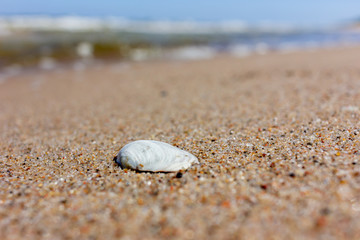 Fototapeta na wymiar Sea shell on the beach, Baltic sea on sunny day
