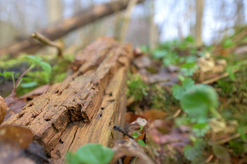 Natural habitat for insects in the forest in the morning. Rotten wood as protection to preserve biodiversity.