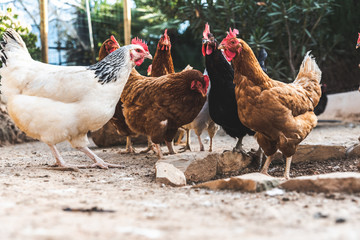 Hens pecking at the soil of an ecological farm to lay boar eggs.