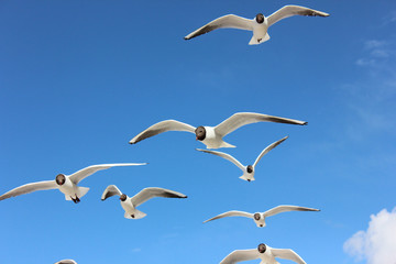 Seagull herd flying over the Baltic beach, sea birds