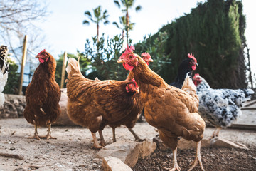 Hens pecking at the soil of an ecological farm to lay boar eggs.