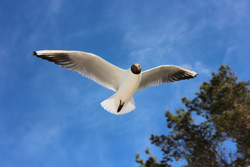 Seagull over the Baltic beach on sunny day, summer on the beach