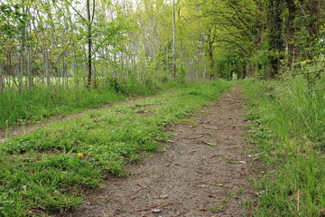 Waldweg