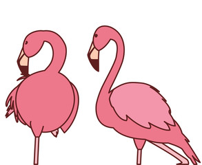exotic pink flemish couple birds with heads up