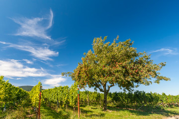 Apfelbaum (Malus domestica) iim Wingert
