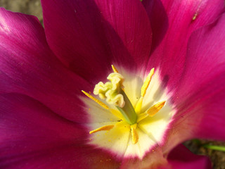 closeup purple flower 