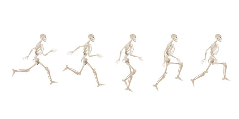 Fototapeta na wymiar Collection of running human skeletons