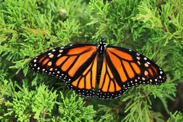 Monarch butterfly with spread open wings on a bright green cedar bush on a sunny day