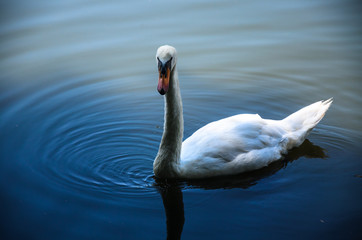 swan on lake