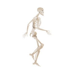 White skeleton running or walking in dynamic posture