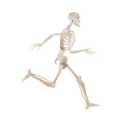 Human skeleton running forward in full motion
