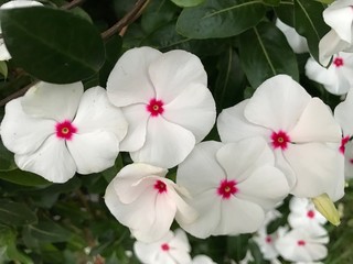 Obraz premium white flowers on a green background