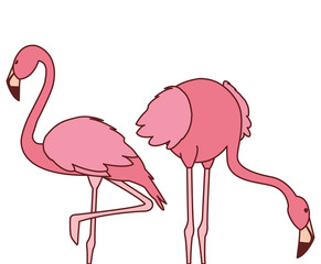 exotic pink flemish couple birds with different poses