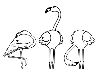 exotic flemish group birds with different poses