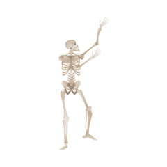 Vector flat funny human skeleton dancing icon