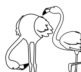 exotic flemish couple birds with different poses